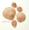Bronze White Chocolate Sea Shells