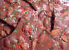 ChristmasBark.jpg (40856 bytes)