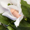 Pecker Penis Rose