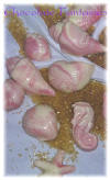 Pink Marbled Swirl Seashells