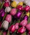 Tulips.jpg (30550 bytes)