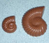 Chocolate Nautilus Shell