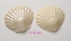 White Chocolate Scallop Shells